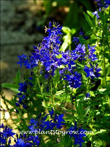 long racemes of tiny, saucer-shaped, intense gentian blue flowers (June 13)